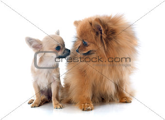 puppy chihuahua and spitz