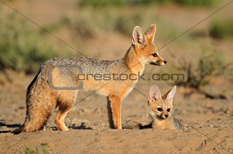 Cape foxes