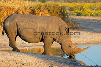 White rhinoceros drinking