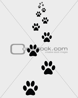 prints of paws