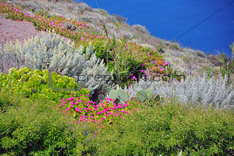 diverse vegetation on fertile soil, santorini