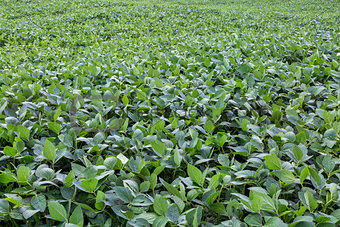 green soybean field