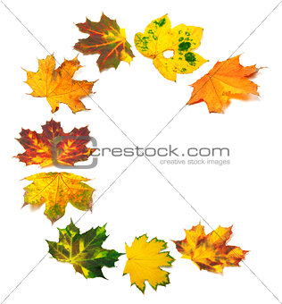 Letter C composed of autumn maple leafs