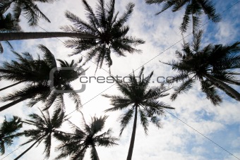 tropical palm trees low angle