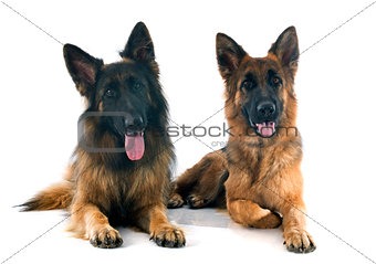 two german shepherds