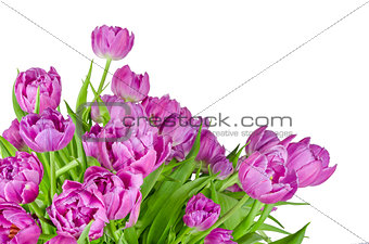 Bouquet of pink tulips in flowerpot isolated on white