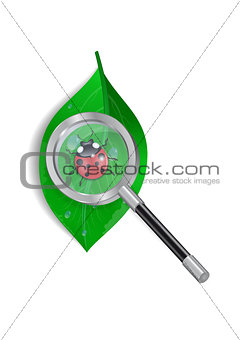 Magnifying glass with ladybird and green leaf