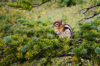 Small chipmunk sitting on a green tree