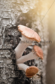Honey agaric mushrooms.
