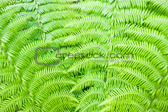 Green fern background