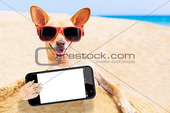 chihuahua dog selfie