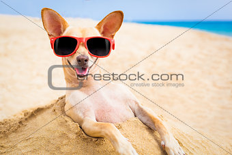 cool dog at the beach 
