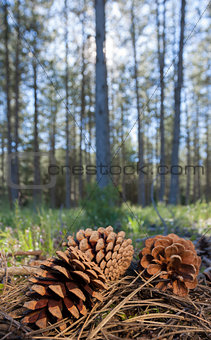 Pinecone in the forest