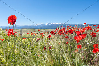 Poppies field