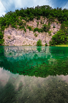 Fish in Turquoise Transparent Water of Plitvice Lakes, National 