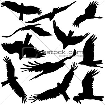 Set black silhouettes of prey eagles on white background. Vector