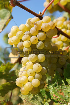 Grapes in the autumn