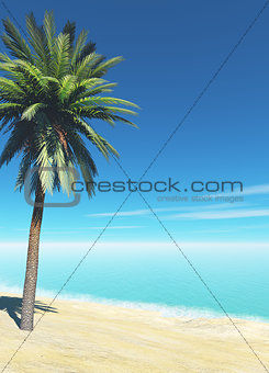 single palm on the beach