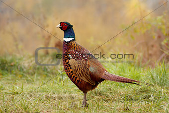 Pheasant in the natural environment/Phasianus colchicus