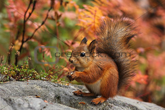 Cute red squirrel in autumn