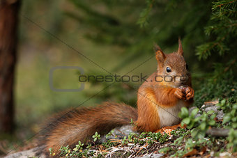 Cute red squirrel in forest