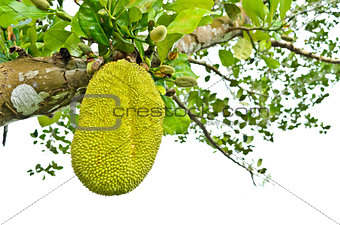 Jackfruit on the tree