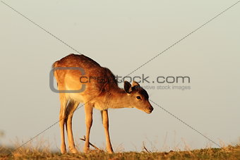 fallow deer calf in beautiful light