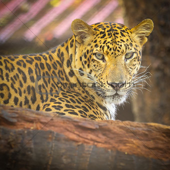 Close up face of Jaguar animal 