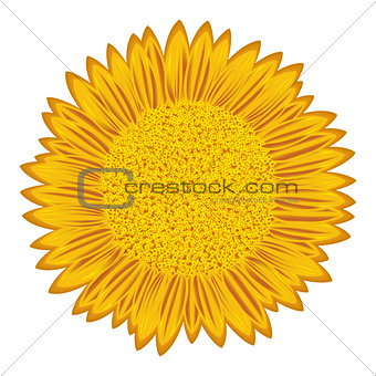 Sunflower over white