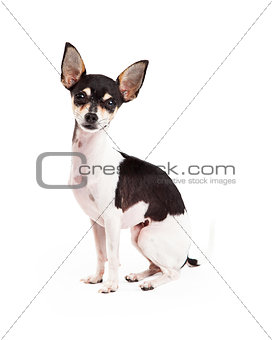 Adorable Chihuahua Dog Sitting