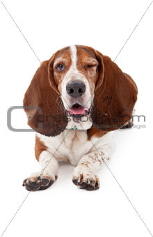 Basset Hound Dog Winking 