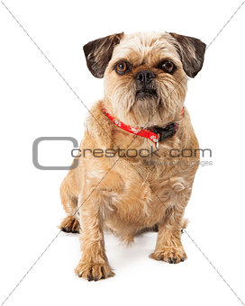 Brussels Griffon Looking at Camera