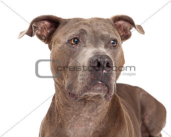 Curious American Staffordshire Terrier Dog