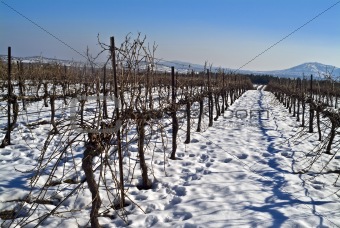 vineyard at snow