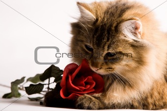 Young cat with a red rose