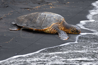 Black Sand and Sea Turtle