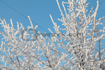 Hoarfrost on branches of a tree