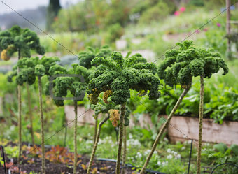 Crop of Kale Plants