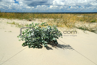 Eryngium maritimum on a sand dune