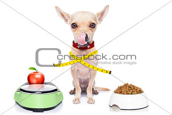 healthy hungry dog