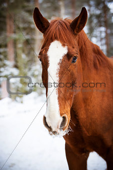 Red horse on winter background