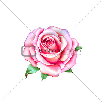 Pink little Rose Flower isolated on white