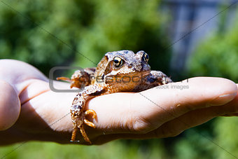 frog on a man's palm. reptile