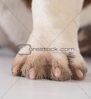 dirty dog feet
