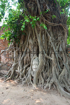 Head of sandstone buddha in tree root