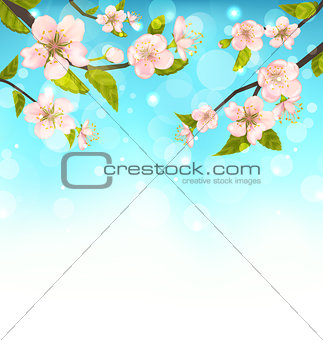 Cherry Blossom, Branches of Tree, Natural Glowing Background
