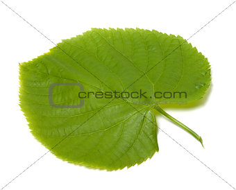 Spring linden-tree leaf