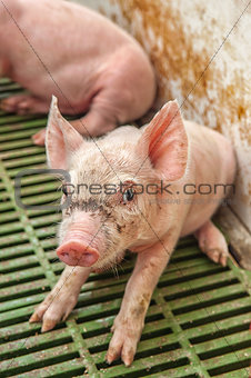 Baby pig in a pigsty