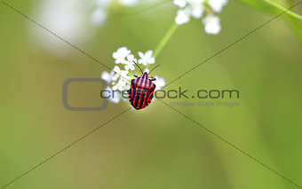 Beautiful beetle  