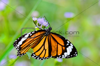 Close up Common Tiger or Danaus genutia butterfly